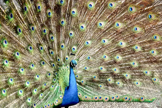 a peacock with its feathers spread out